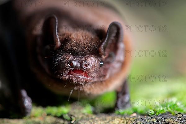 Leisler's Bat