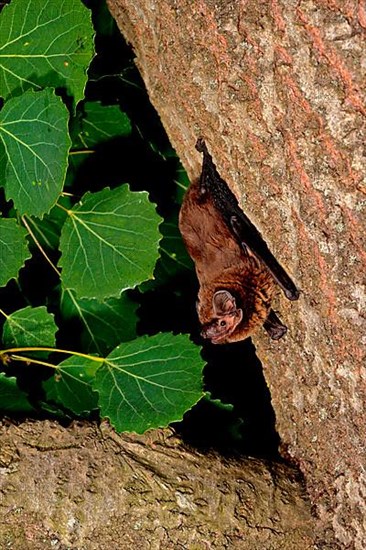 Lesser noctule