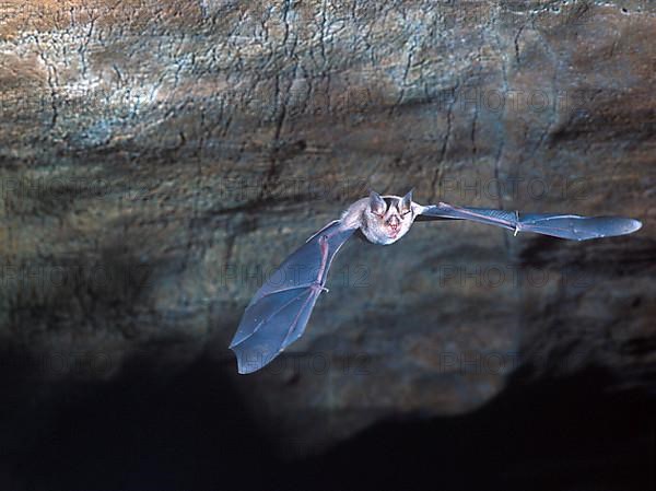 Rhinolophus ferrum-equinum