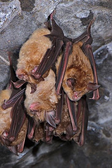 Greater greater horseshoe bat