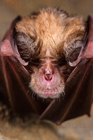 Greater greater horseshoe bat