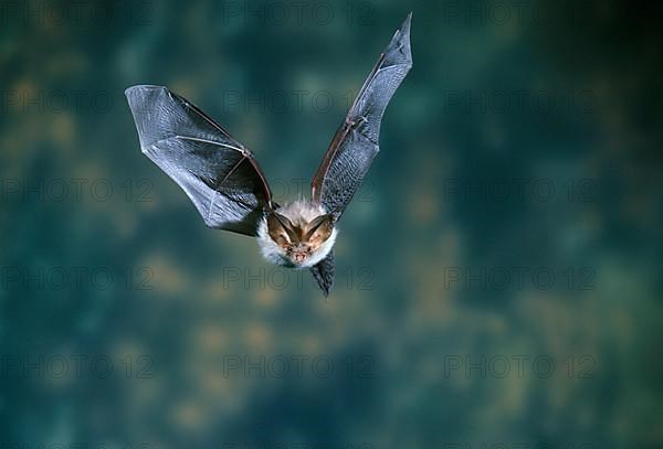 Brown long-eared bats