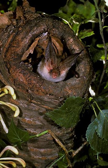 Brown Long-eared Bat