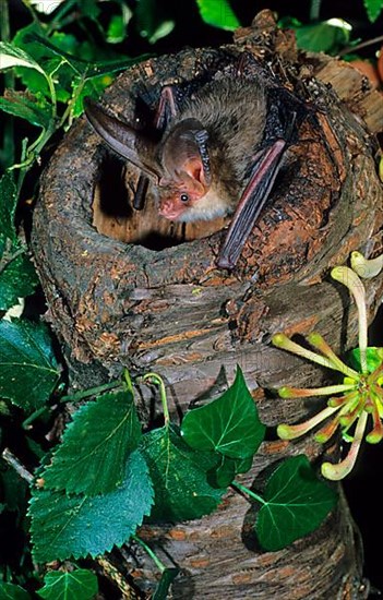 Brown long-eared bats