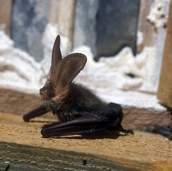 Brown long-eared bats