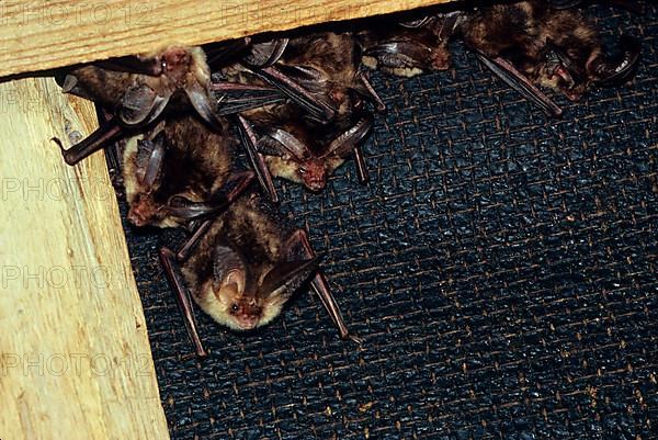 Brown long-eared bats