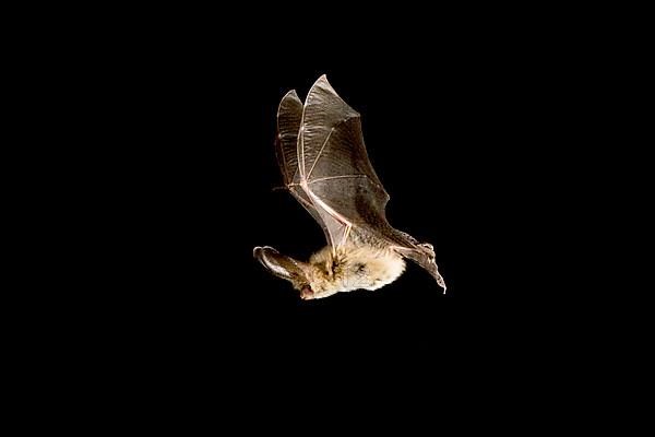 Brown long-eared bats