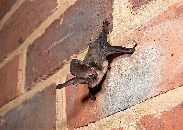 Brown long-eared bats