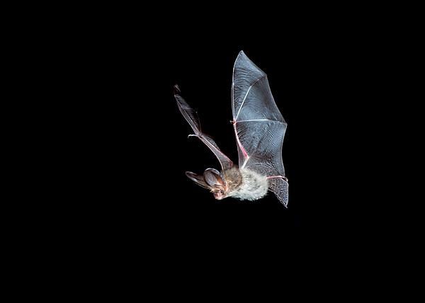 Brown long-eared bats