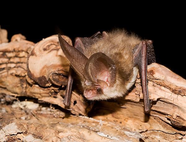 Brown long-eared bats