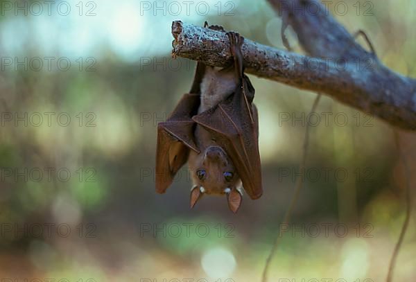 Wahlberg's Fruit Bat