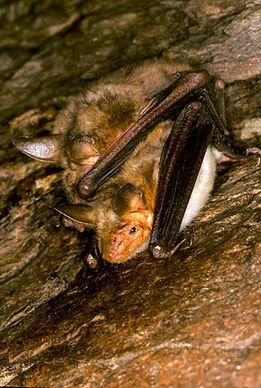 Big-eared bat