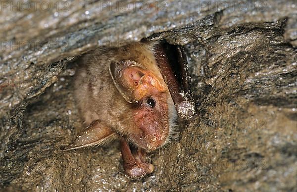 Greater greater mouse-eared bat
