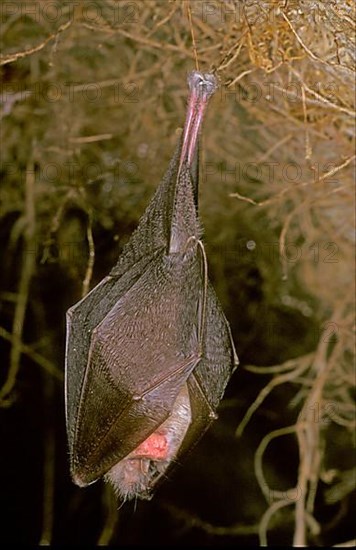 Lesser Horseshoe Bat