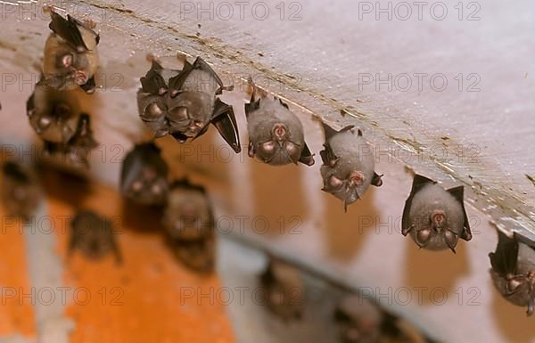 Lesser Horseshoe Bat