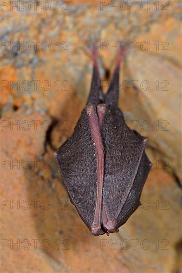 Lesser horseshoe bat