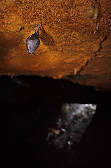 Lesser horseshoe bat