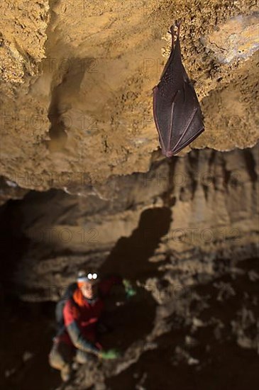 Lesser lesser horseshoe bat