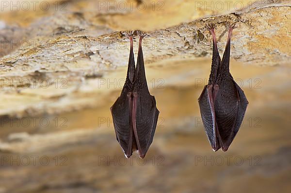 Lesser horseshoe bat