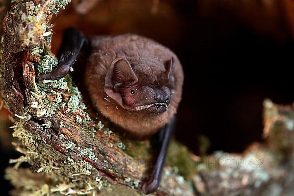 Noctule Bat