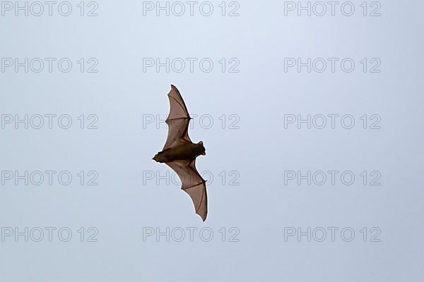 Noctule Bat