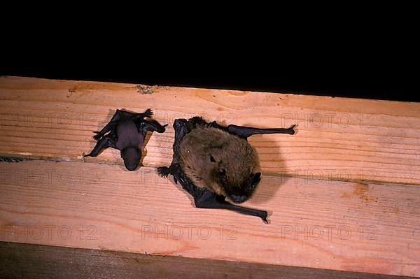 Pipistrelle Bat