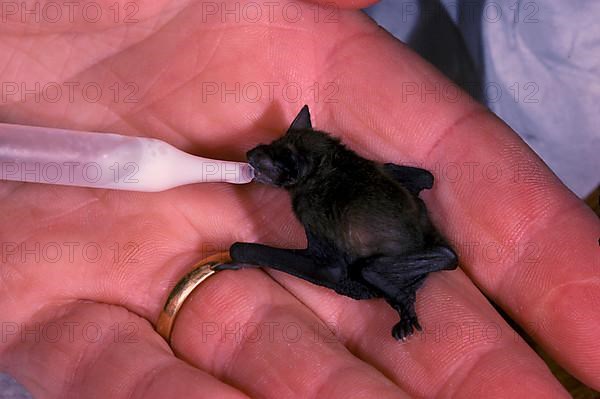 Pipistrelle Bat