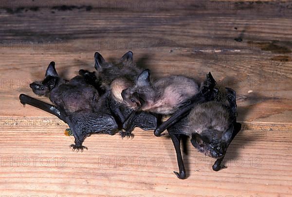 Pipistrelle Bat