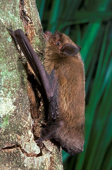 Common Pipistrelle