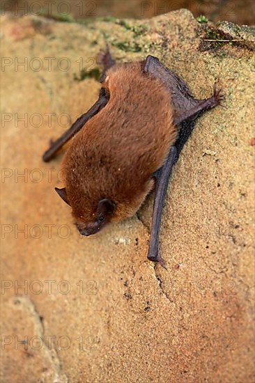 Common Pipistrelle