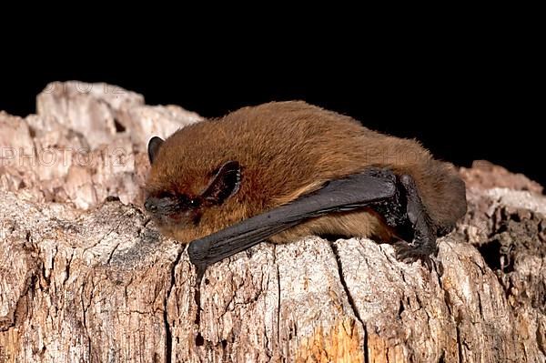 Common Pipistrelle