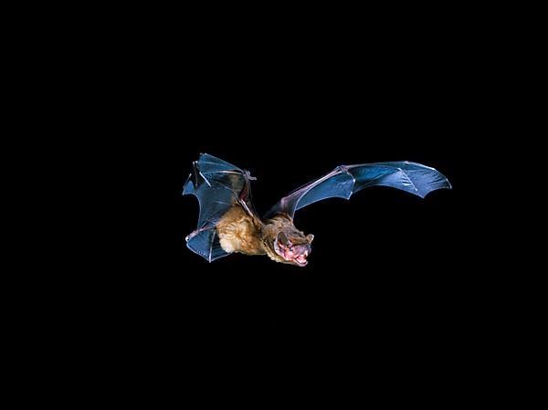 Broad-winged bat