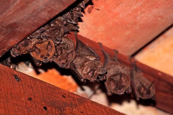 Seba's Short-tailed Bat