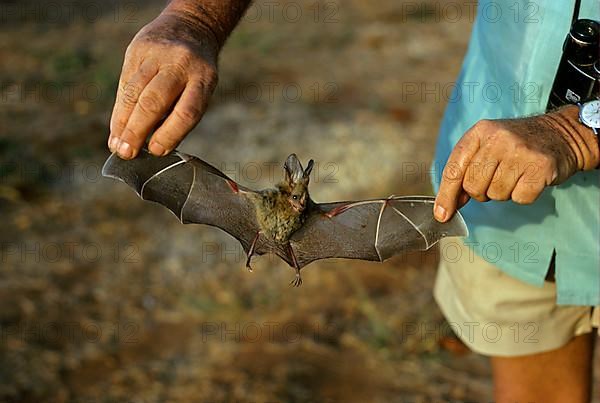 False Vampire Bat 'Heart-nosed