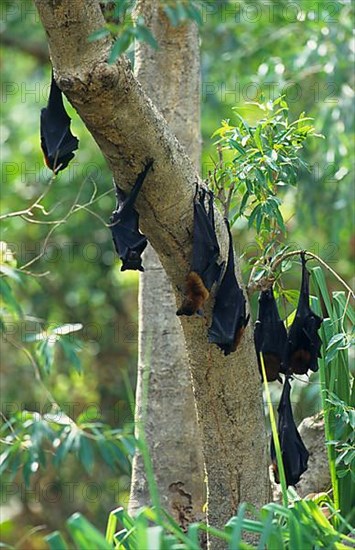 Black flying fox