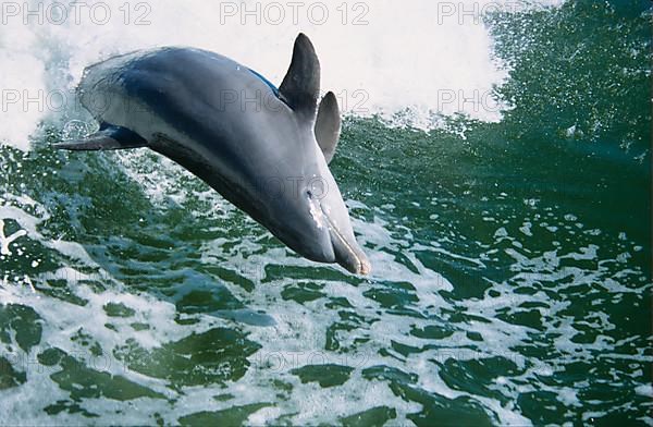 Bottlenose dolphin