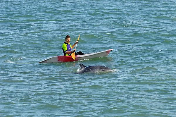 Bottle-nosed Dolphin