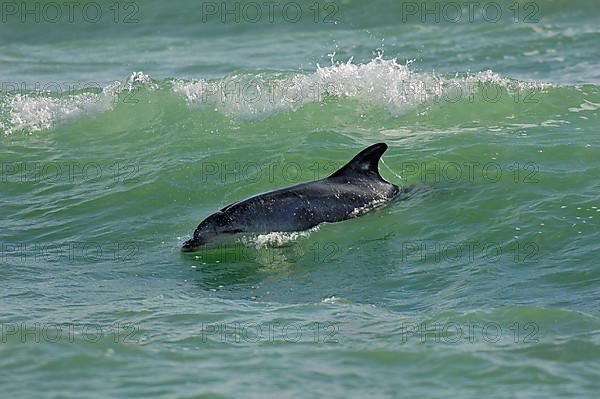 Bottle-nosed Dolphin