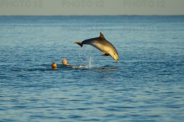 Bottle-nosed Dolphin