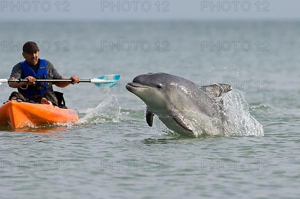 Bottlenose Dolphin