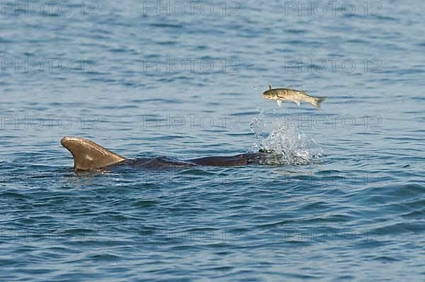 Bottlenose Dolphin