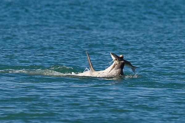 Bottlenose Dolphin