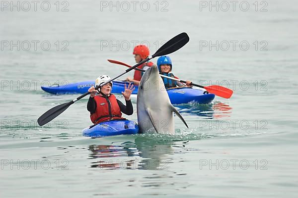 Bottlenose Dolphin