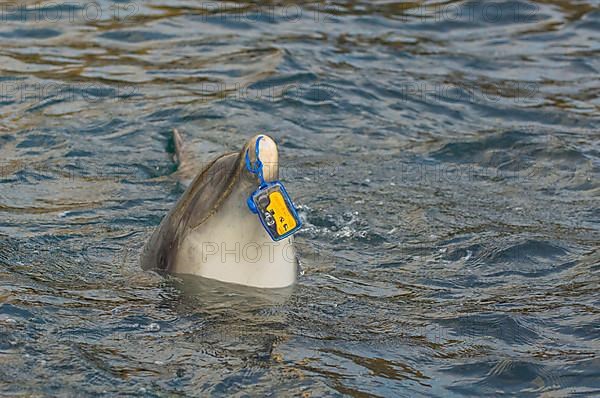 Bottlenose dolphin