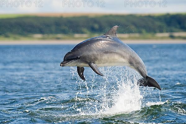 Bottlenose Dolphin