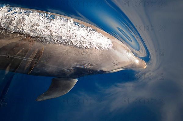 Bottlenose dolphin