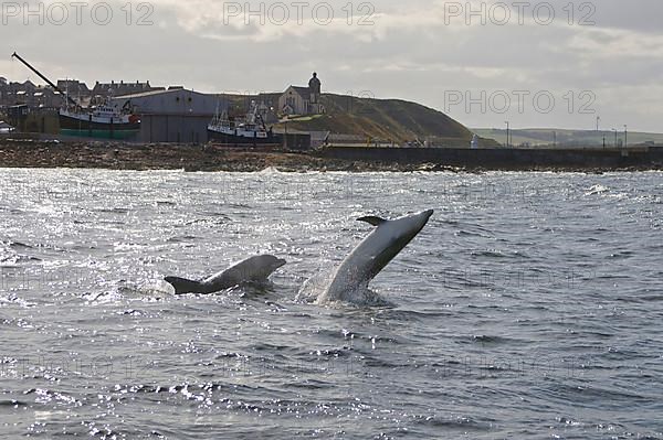 Bottlenose Dolphin