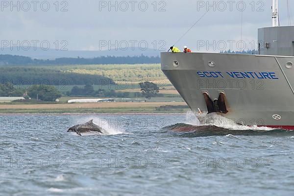 Bottlenose Dolphin