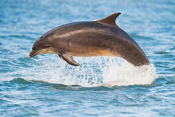 Bottlenose Dolphin