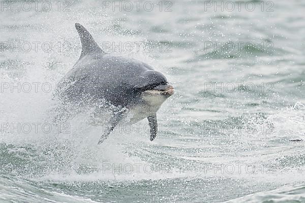 Bottlenose Dolphin